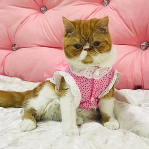 Sweet Pet Cat Clothes Lace Shirt for Cat Puppy Small Dog Spring and Summer Cute Bowknot Kitten Princess Coat Apparel XS S M L XL